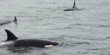 three orcas