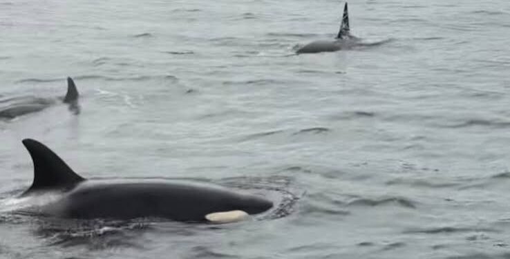 three orcas