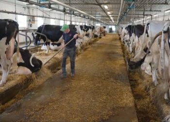 Dairy Farm