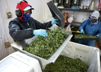 Employees at a legal cannabis farm