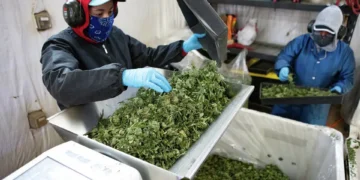 Employees at a legal cannabis farm