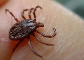 Tick-borne illnesses are on the rise in Canada, but as Paul Hollingsworth reports, new funding for a Nova Scotia research centre could help stem the tide.