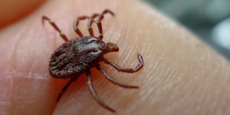 Tick-borne illnesses are on the rise in Canada, but as Paul Hollingsworth reports, new funding for a Nova Scotia research centre could help stem the tide.