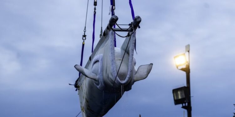 Beluga whale "Tofino," the last whale in captivity in Canada, is transported by a group of experts from Marineland and several U.S. aquariums