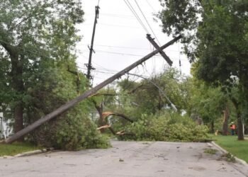 A damaged utility pole and damaged trees