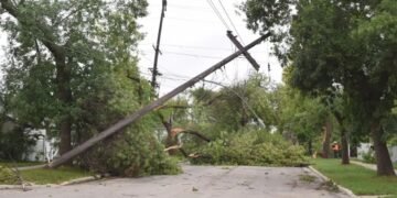 A damaged utility pole and damaged trees