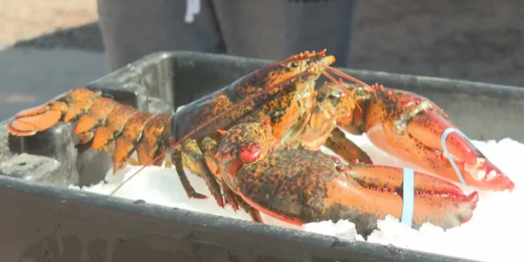 Hutch Memorial Lobster Contest