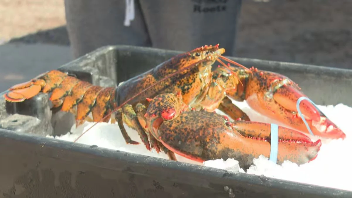 Hutch Memorial Lobster Contest