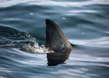 Shark