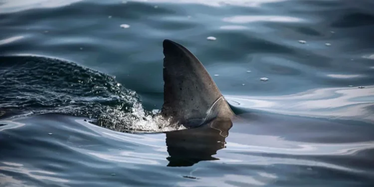 Shark