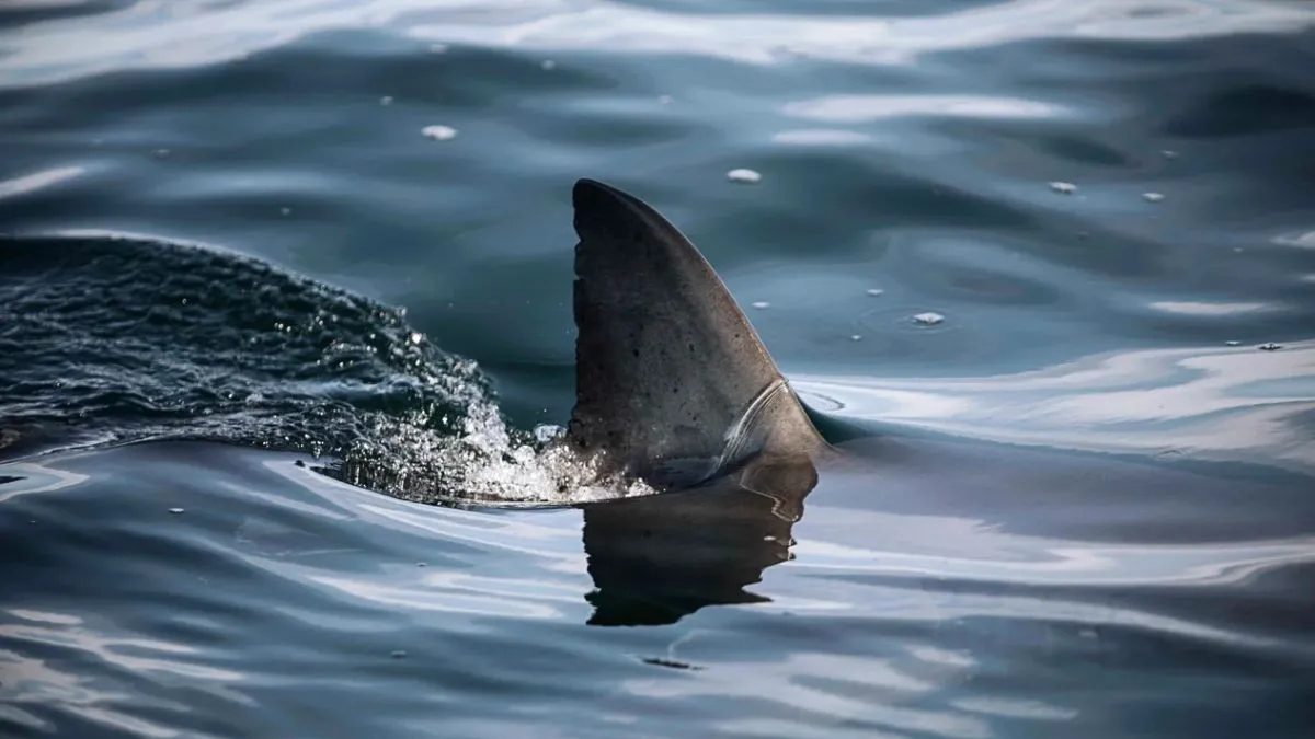 Shark