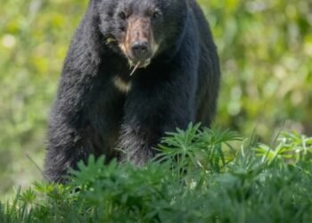 A black bear munches on greenery in West Vancouver