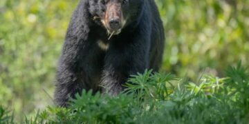 A black bear munches on greenery in West Vancouver