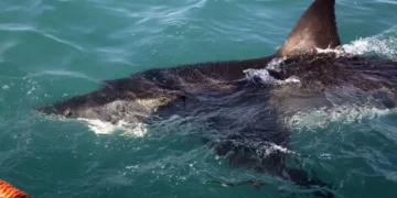 Quebec Shark Attack