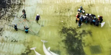 സ്ഥലംമാറ്റം തിരിച്ചടിയായോ? നയാഗ്രയിൽ നിന്നും വിദേശത്തേക്ക് മാറ്റിയ മൂന്നാമത്തെ തിമിംഗലവും ചത്തു 4 Jelly Bean beluga whale