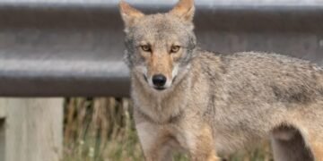 Coyote in Cape Breton
