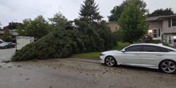 A downed tree was photographed along Spring Hill Place in Kitchener, Ont. after a powerful storm on Sept. 2, 2026. (Submitted: Dave Leitch)