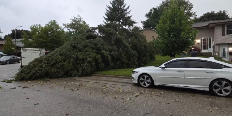A downed tree was photographed along Spring Hill Place in Kitchener, Ont. after a powerful storm on Sept. 2, 2026. (Submitted: Dave Leitch)