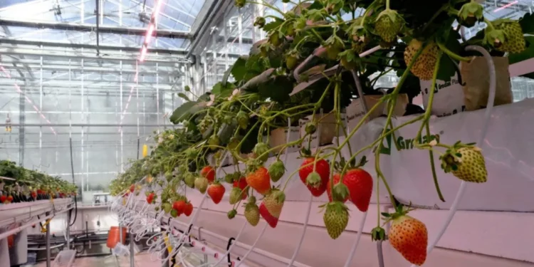 3D Fabric Plant Armor