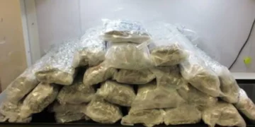 31 kg cannabis